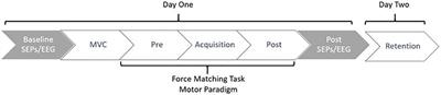 Sensorimotor integration and motor learning during a novel force-matching task in young adults with attention-deficit/hyperactivity disorder